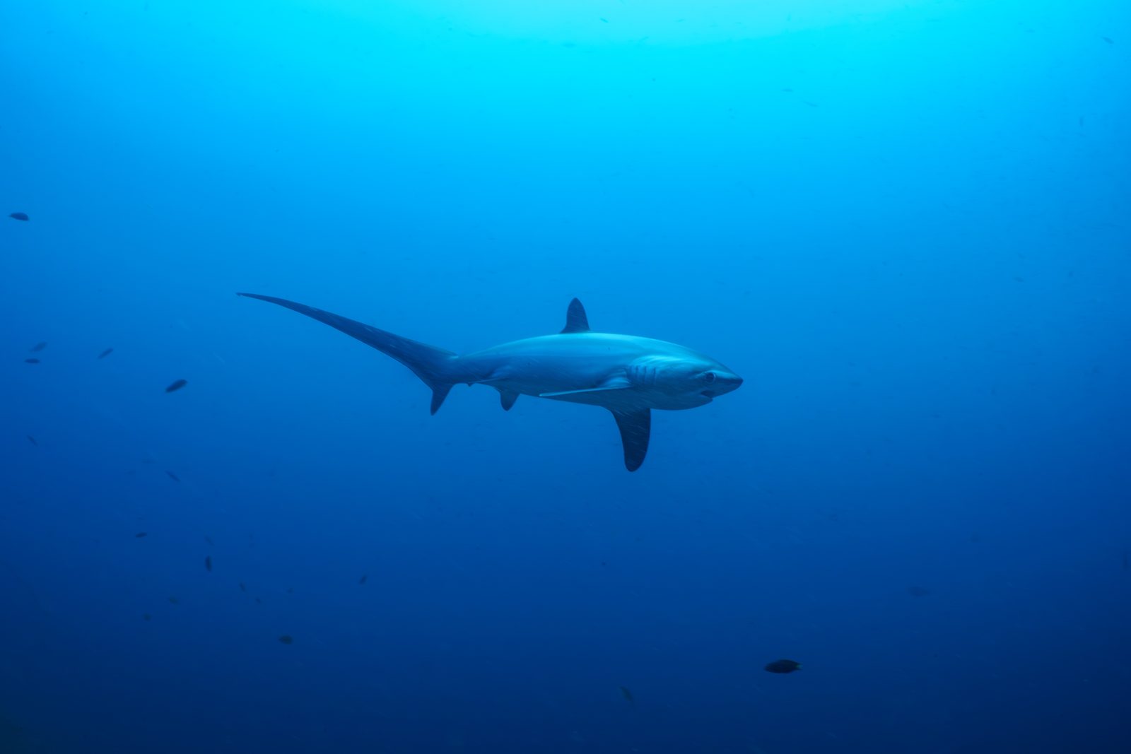 Thresher shark